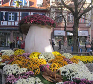 Chrysanthema Lahr