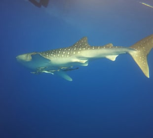 Schnorcheln Abu Soma