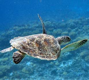 Schnorchelausflug Gilis