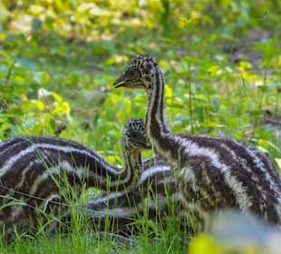 Emu-Nachwuchs