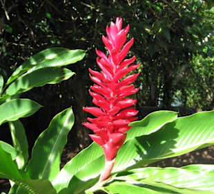 Bromeliacée