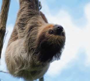 Zweifingerfaultier im Walter Zoo