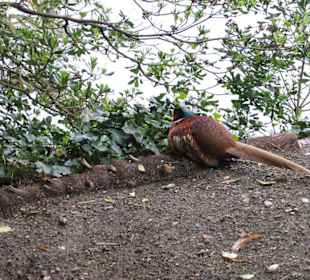 Ausflug auf Brissagoinsel
