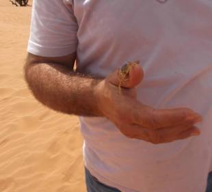 Baby Scorpion