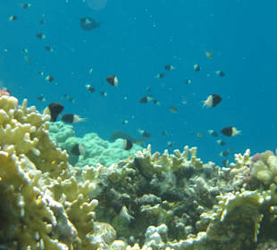 Schnorcheln Abu Dabbab