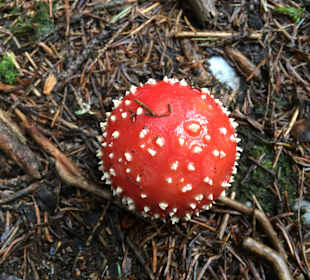 Wandern Hochpillberg