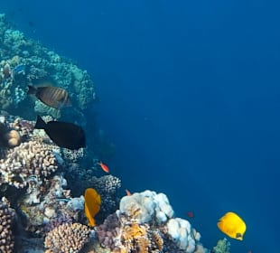 Schnorcheln Marsa Alam