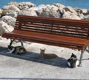 Herrenlose Katzen