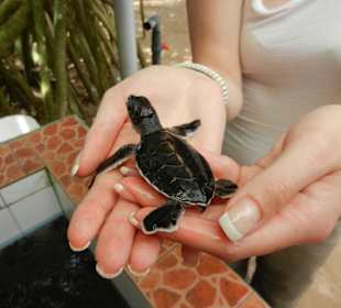 Wasserschildkröten Schutzfarm