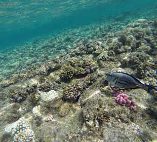 Tolles Riff zum Tauchen 