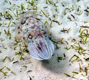 Schnorcheln Marsa Alam