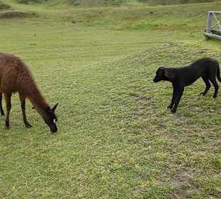 Ich glaube der Hund hat mehr Angst