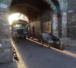 Kuh läßt sich überhaupt nicht stören