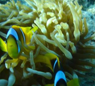 Unterwasserwelt am Riff