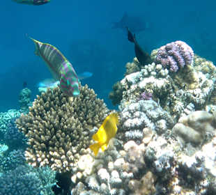 Ein Schnorchlertraum