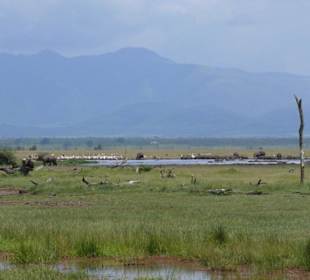 Hippo-Pool im Lake Manyara NP