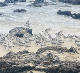 Strandwandern Costa Calma