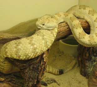 Rattlesnake Museum in Albuquerque