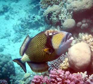 Grüner Riesendrücker