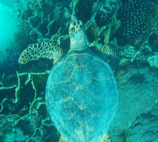 Schieldkröte am Riff
