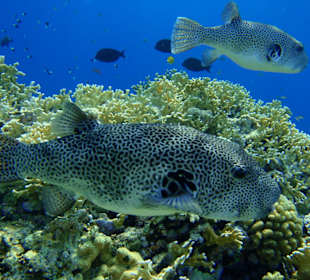 Hausriff-Schnorcheln