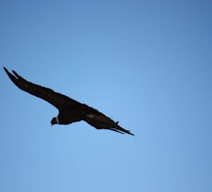 Cruz de Condor