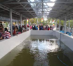 Visitors watching the sea turtles