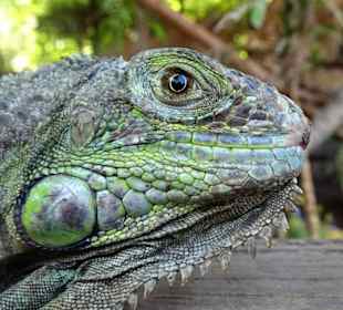 Die Leguane im Croc Parc