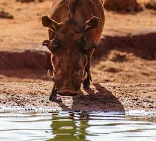 Auch Pumba ist zu sehen 