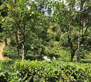 Teeplantagen in Nuwara Eliya - Teepflückerinnen