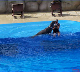 Vorführung Show der Seelöwen