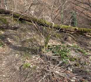 Wasserfallsteig