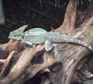 Tropenaquarium Hagenbeck