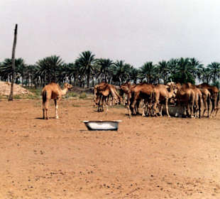Kamelherde