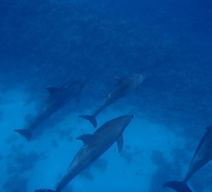 Tour am 21.05.2014 Mogli - Delfine & Freunde 