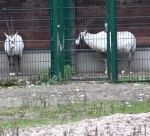Tierpark