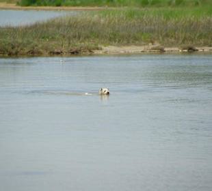 Strand von Bibione 06-2010