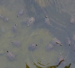 Eressous bei den Schildkröten