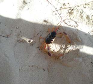 Krebs am Traumstarand