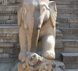 Elephant