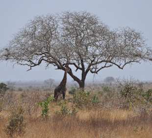 Giraffe Tsavo East Nationalpark