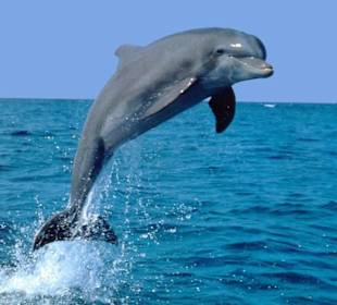 Delfin