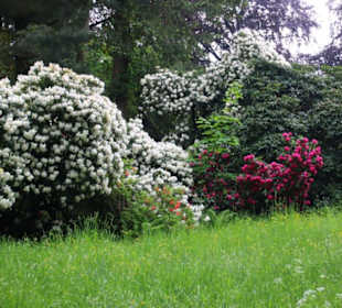 Rhododendron in voller Blüte