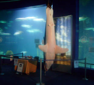 Oceanarium