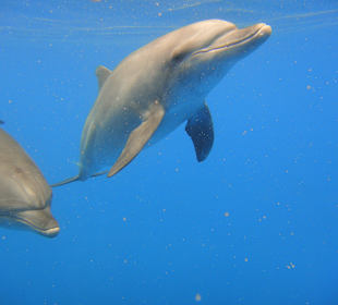 Delfine