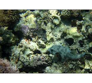 Delphintour 02.05.2012