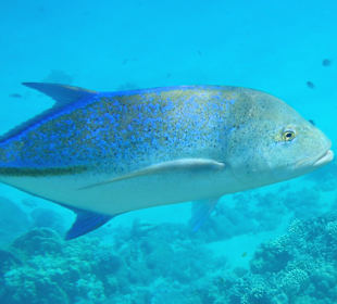 Riesenmakrele (ca 1m)