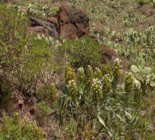 Roślinność Gór Gran Canaria