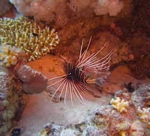 Tauchplatz Siyoul Kebir