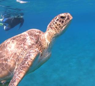 Schnorcheln Abu Dabbab